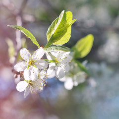 Flowering branch of apple tree. Sunny day and blue sky. Beautiful spring flowers in the garden. Shallow depth of field. Toned image. Copy space Close-up. Picture. Poster. Postcard.