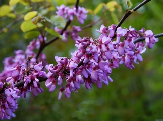 purple flowers of Judash tree at spring