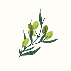 Green olives on a branch isolated on a white background. Hand draw cartoon Scandinavian nordic design style for fashion or interior or cover or textile or background.