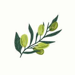 Green olives on a branch isolated on a white background. Hand draw cartoon Scandinavian nordic design style for fashion or interior or cover or textile or background.
