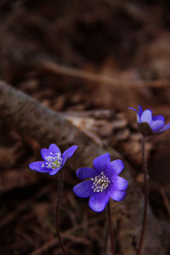 Wild Purple Forest Flowers