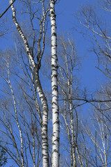 Two trunks of European birches with a black pattern on the bark against a blue sky