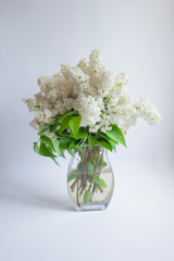 a bouquet of white lilac in a glass vase on a white background