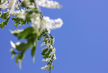blooming garden with white buds close up against the blue sky