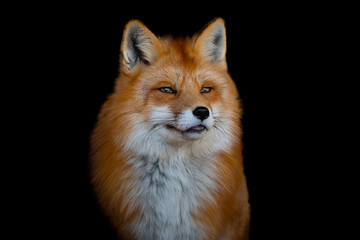 Portrait of a beautiful red fox with thick fur on a contrasting black background