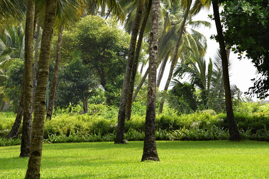 A very scenic picture of a beautiful grass with tall trees and some bushes in the. background. 