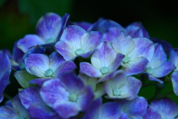 紫陽花