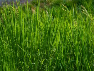 growing green grass on meadow close up