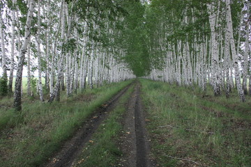 Planting a birch for snow retention ... For snow retention in the Omsk region, planting of birch trees is used. 