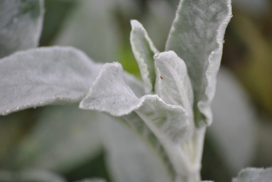 Lambs Ear Plant