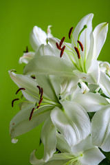 Obraz premium closeup view of a bunch of madonna lilies on light green sunny background at home