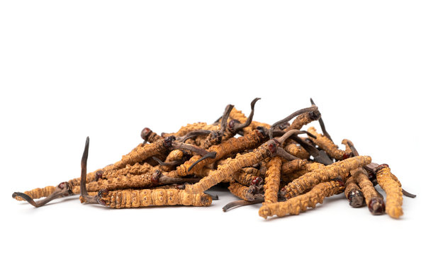 close up Ophiocordyceps sinensis or mushroom cordycep this is a herbs. Medicinal properties in the treatment of diseases.