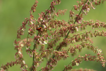 てんとう虫　ナナホシテントウ