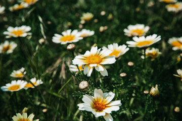Obraz premium Daisys growing of the island of Santorini 