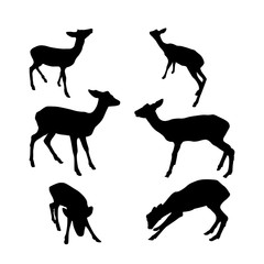Baby deer collection.  Vector silhouette isolated on white background. 