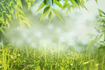 Spring or summer nature background, green grass and tree leaves