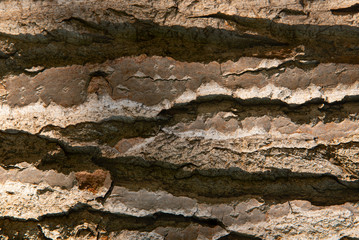 Log surface structure. Stumps and logs. Timber logging industry banner. Overexploitation leads to deforestation endangering environment and sustainability.