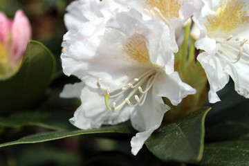 Macro photo of white blooming rhododendron