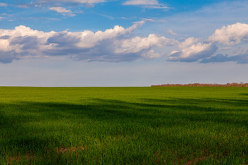 Field of young green grass and blue sky in white clouds. Can be used as a desktop wallpaper