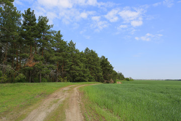 Fototapeta na wymiar dirt road along border of forest and green field