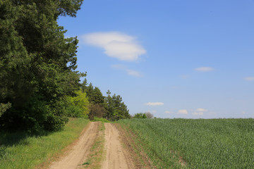 Fototapeta na wymiar rut road on border of agricultural field with green grass
