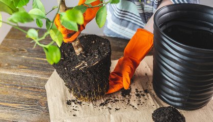 Gardener transplants an orange tree into the soil from a small pot to a large one. Gardening and...