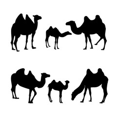 Vector image family of camel. Camel silhouettes. Black camel Illustration isolated on white background. Animal logo, sign, symbol, icon.