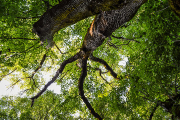 Under a secular lime tree, view from bottom to the top.