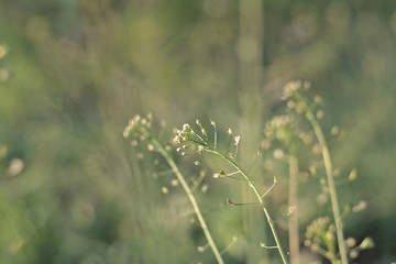 Green Field of Plants