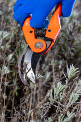 Hand in gloves holding bypass secateur and pruning lavender bush. Seasonal work in garden. Pruning...