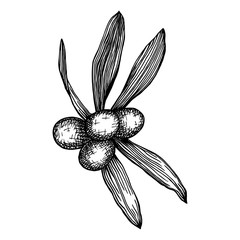 Olive tree fruits and leaves. Hand drawn black outlines isolated on white background. Realistic freehand drawing with pen and ink. Olive plant monochrome design element. Food ingredient vintage sketch