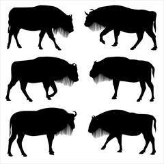 Bison Buffalo. Yak. Bull. Large wild animal in different life situations, in different poses: stands, looks, attacks, moves, froze in place. Black silhouette is isolated on a white background. Vector.