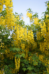  Laburnum, sometimes called golden chain or golden rain, is a genus of two species of small trees in the subfamily Faboideae of the pea family Fabaceae.   