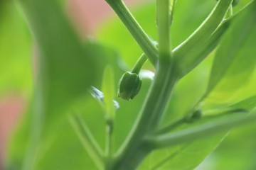 Fototapeta premium Chili pepper bud in garden