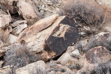 Petrified Forest in National Park in Arizona