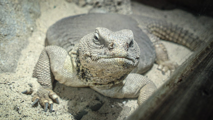 Close up of a lizard