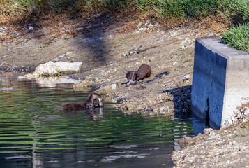 River Otter in South Florida Lakes