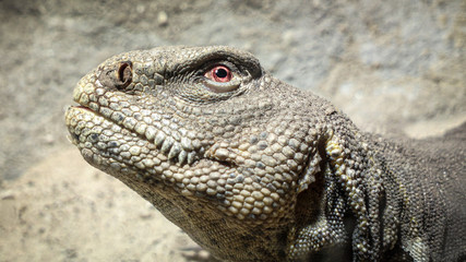 Obraz premium Close up of a lizard