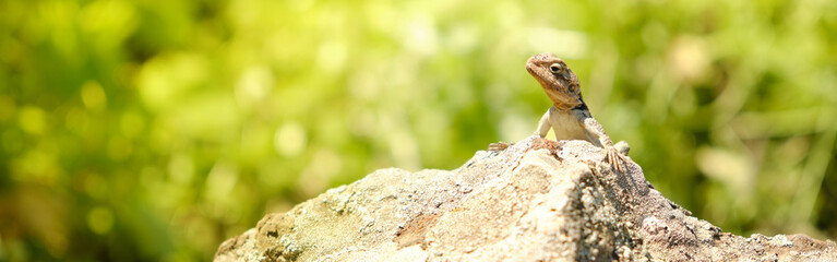 Little lizard sitting on the rock under the sun web header