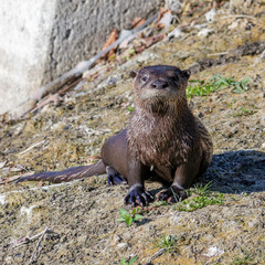 River Otter in South Florida Lakes