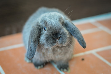 Portrait of an adorable gray baby bunny or rabbit on domestic background.