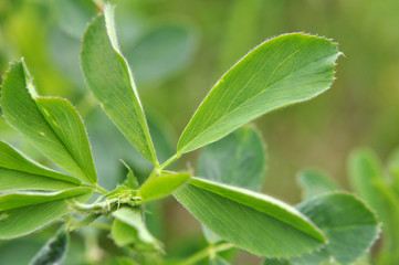 In the spring field young alfalfa grows