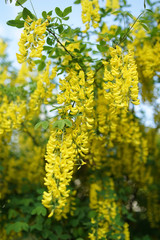 Obraz premium Laburnum, sometimes called golden chain or golden rain, is a genus of two species of small trees in the subfamily Faboideae of the pea family Fabaceae. 