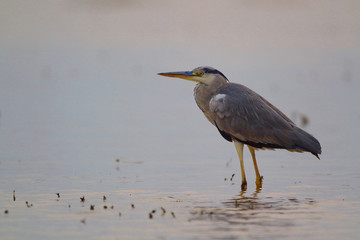 great blue heron