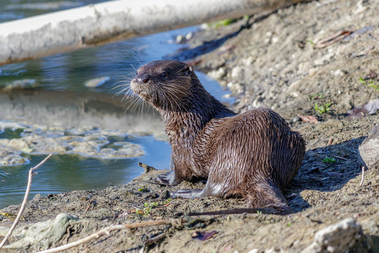River Otter in South Florida Lakes