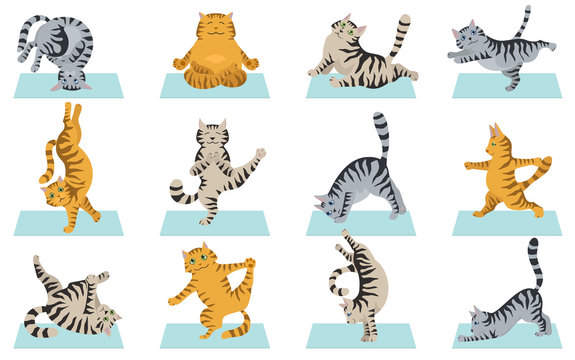 Cats yoga. Different yoga poses and exercises. Striped and tabby cat colors