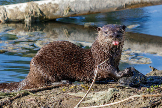River Otter in South Florida Lakes