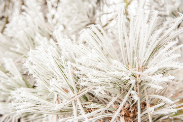 Close-up of the hoarfrost covering the pine tree