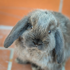 Portrait of an adorable gray baby bunny or rabbit on domestic background.