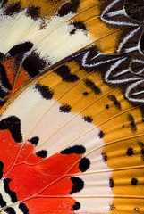 Closeup of an Indonesian cethosia hypsea butterfly wing